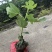玻姬红无花果带土发货当年结果量大从优