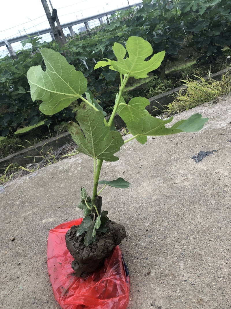 玻姬红无花果带土发货当年结果量大从优