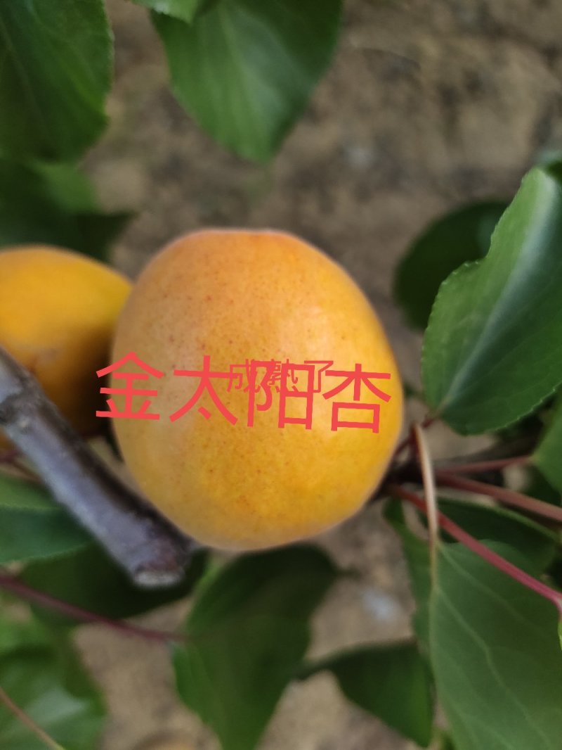 优质水果，无公害
