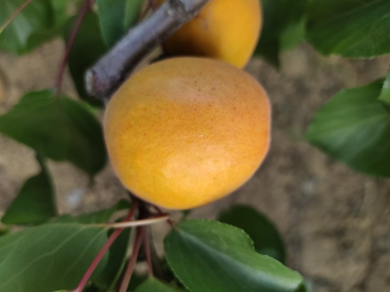优质水果，无公害