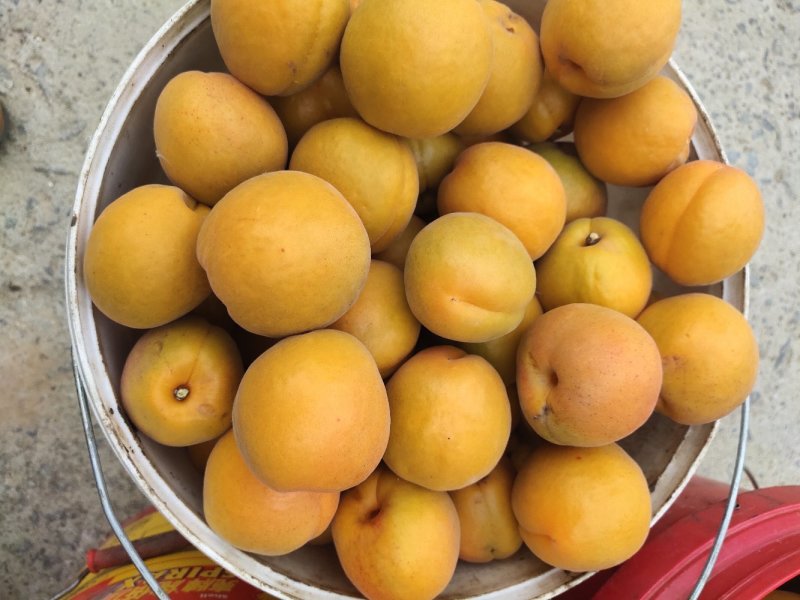 优质水果，无公害