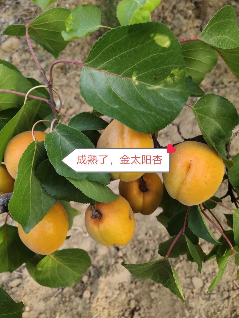优质水果，无公害