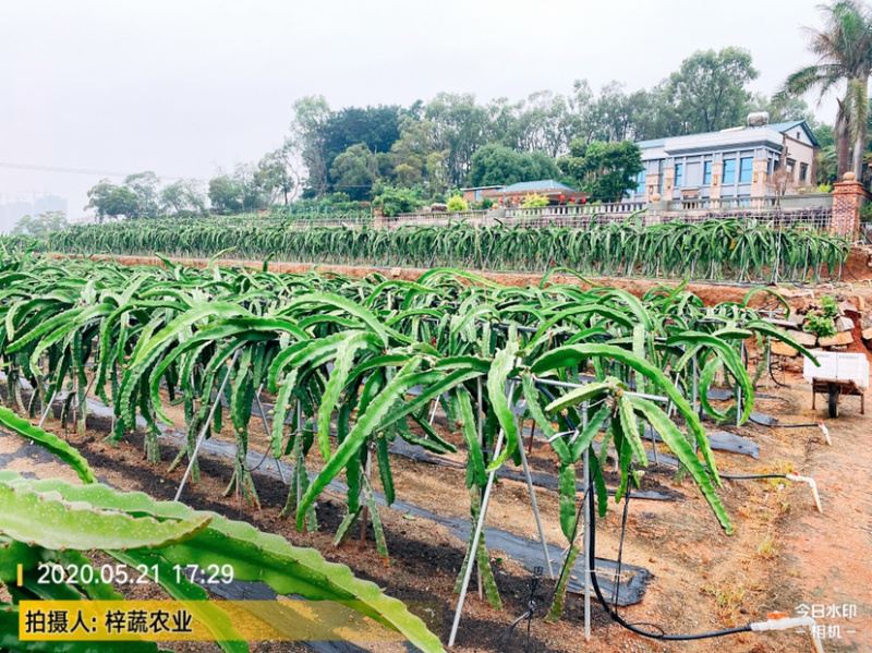 大量供应霸王花，霸王花规格你来确定，