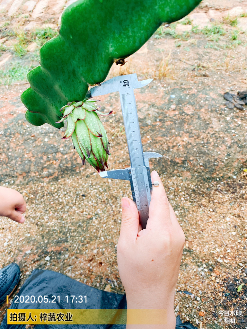 大量供应霸王花，霸王花规格你来确定，