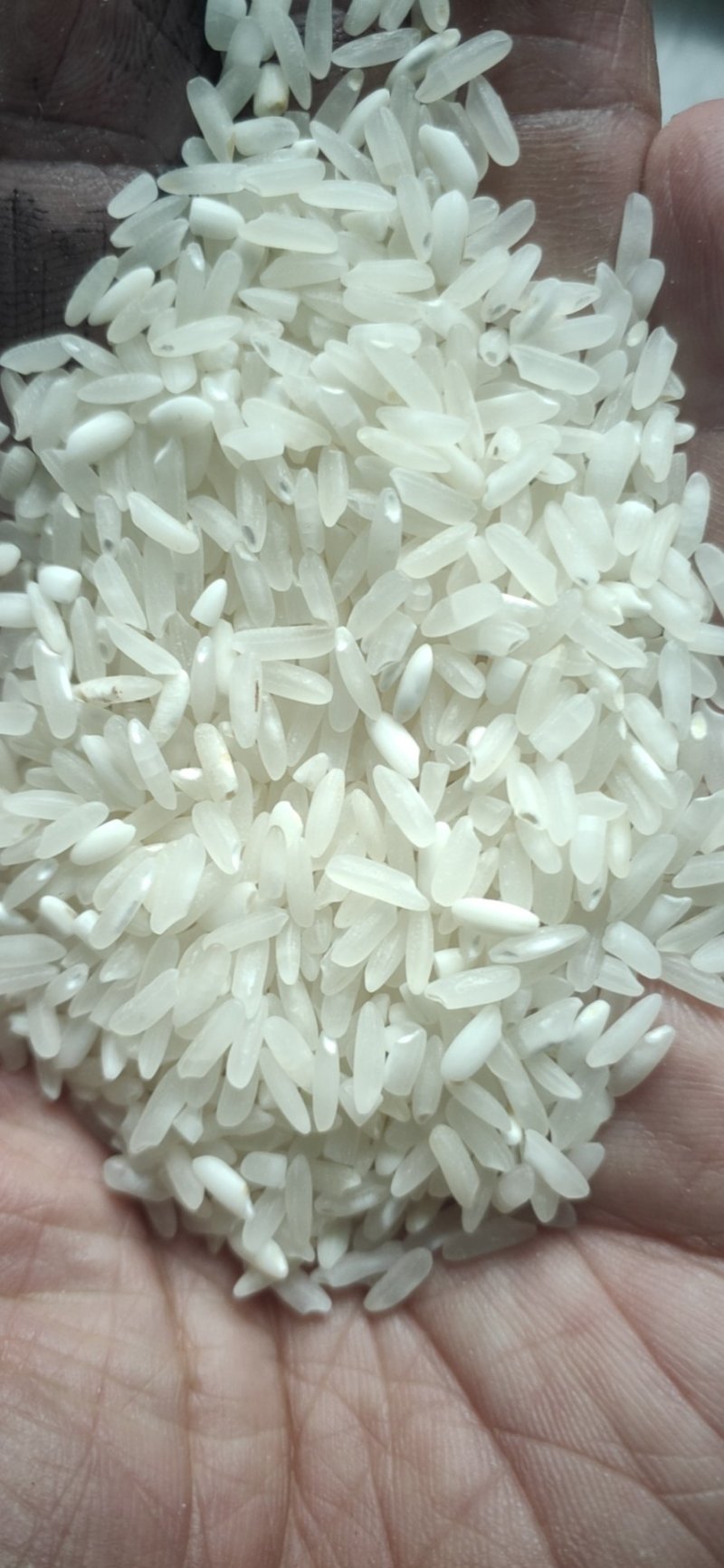 19年丰两优，品质好，价格低