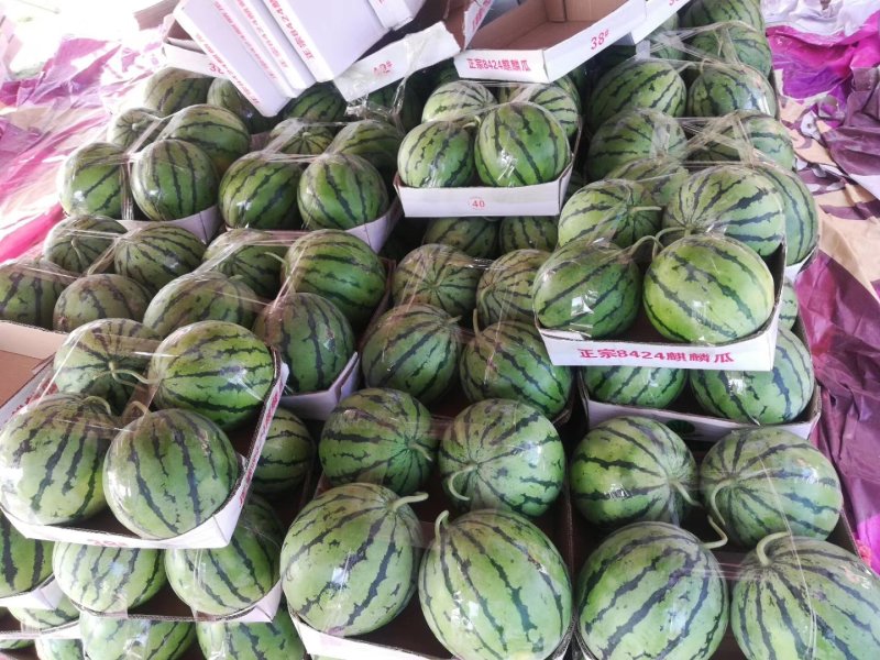 麒麟西瓜，大量上市，产地直供，