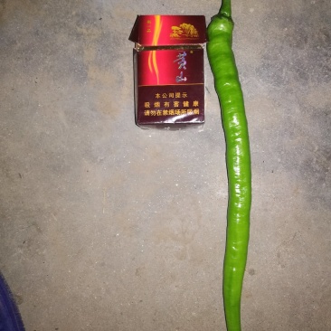线椒