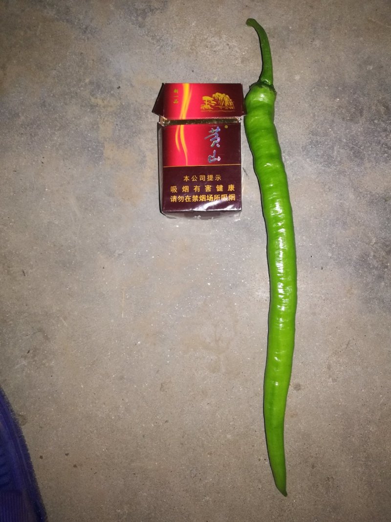 线椒