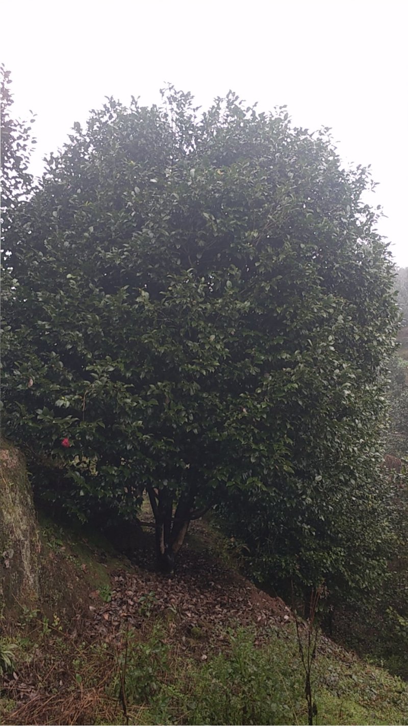 四季，茶花，四川宜宾种植基地常年出售茶花