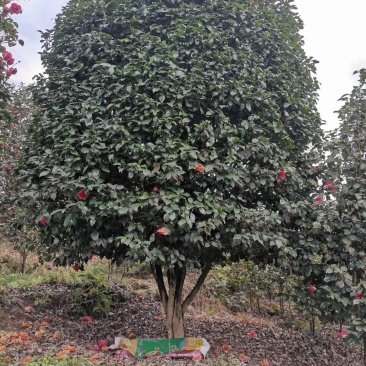 四季，茶花，四川宜宾种植基地常年出售茶花