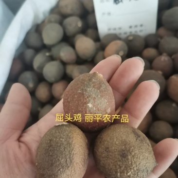 中药材屈头鸡选货正品马槟榔水鸡头水鸡仔纯干货