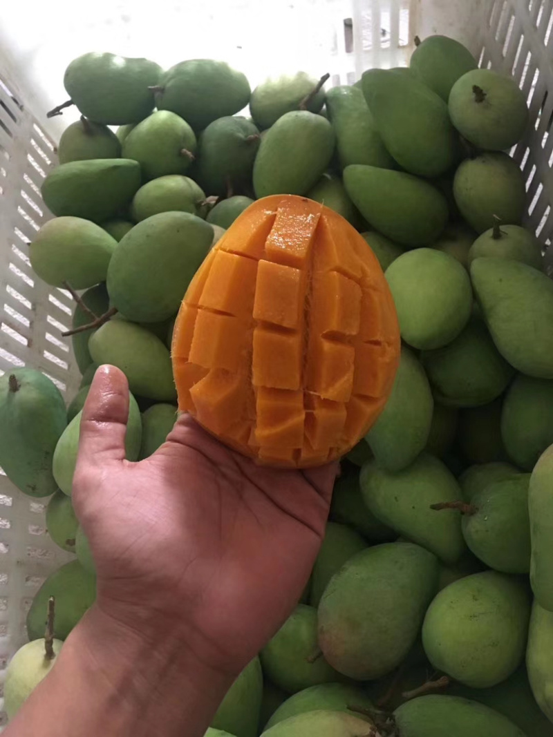热带水果台农芒包质量，精品水果