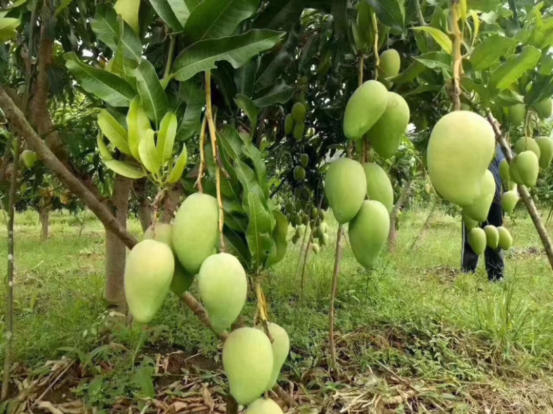 热带水果台农芒包质量，精品水果