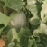 晓蜜25