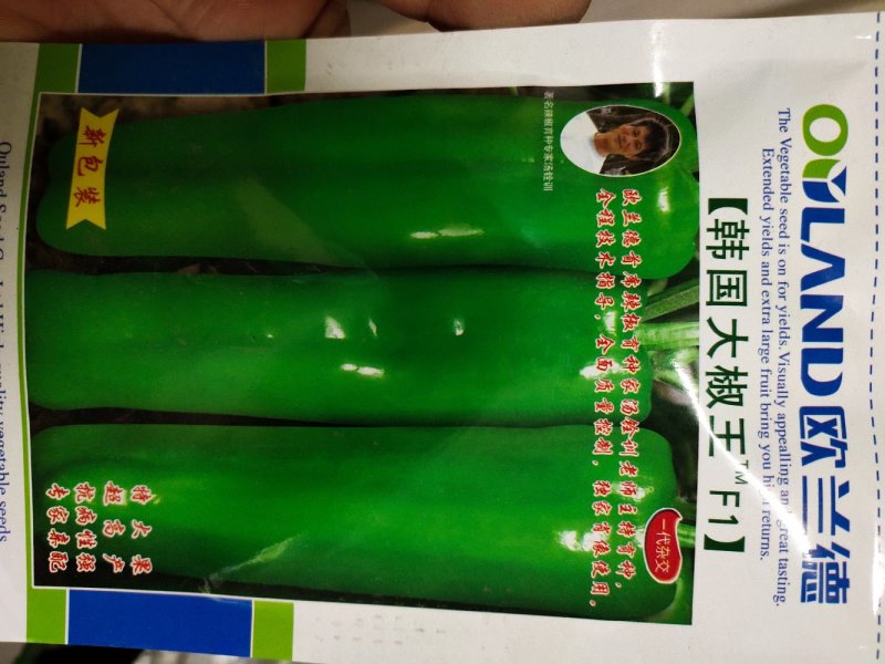韩国大椒3代/亩，果实粗牛角形，亮度好