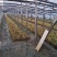 金叶石菖蒲,基地直销,大量有货,常年供应各种水生植物