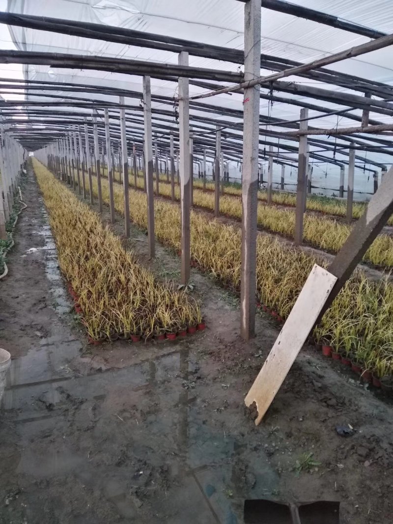 金叶石菖蒲，基地直销，大量有货，常年供应各种水生植物