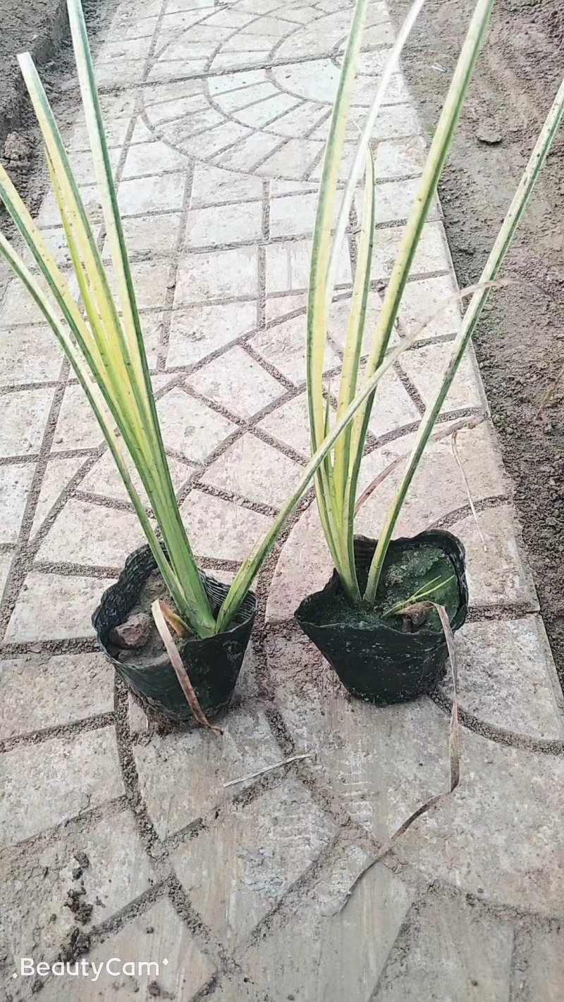 金叶石菖蒲，基地直销，大量有货，常年供应各种水生植物