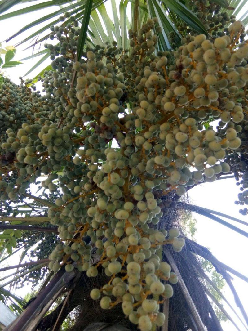 棕榈棕榈种子棕榈苗棕榈树棕榈过程树耐寒四季播种榨油