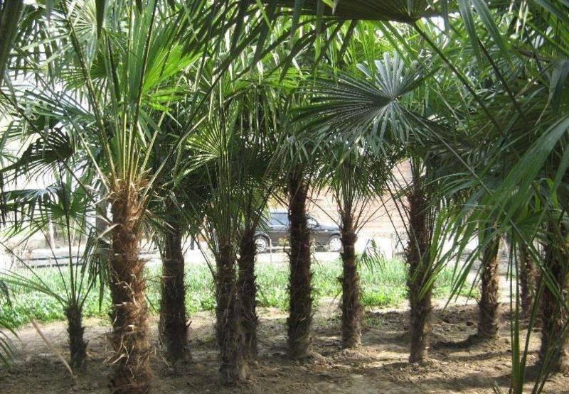 棕榈棕榈种子棕榈苗棕榈树棕榈过程树耐寒四季播种榨油