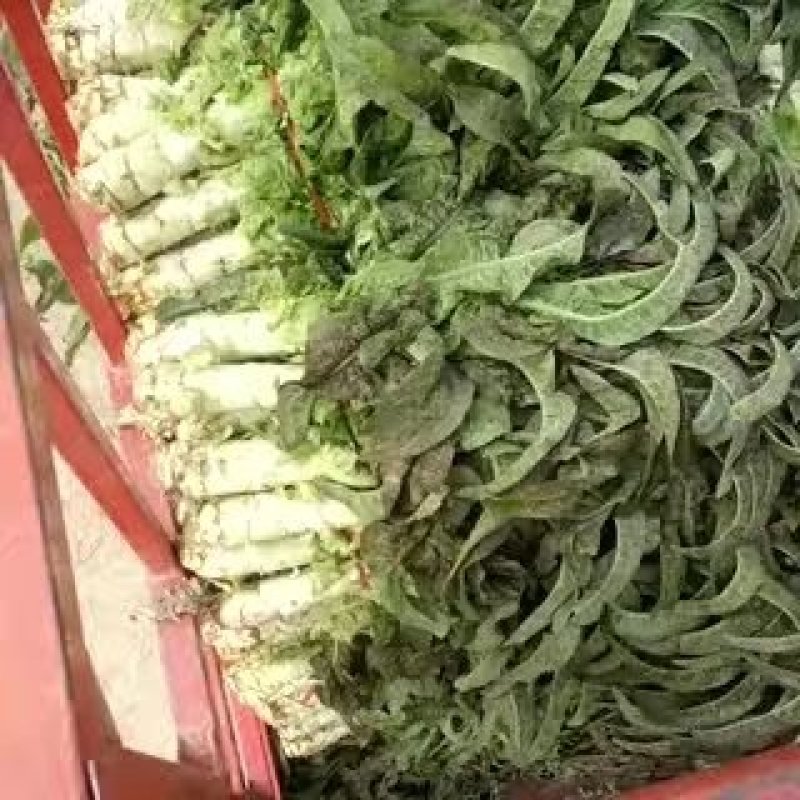 基地直供【精品红叶莴笋】量大从优诚信经营质量保证