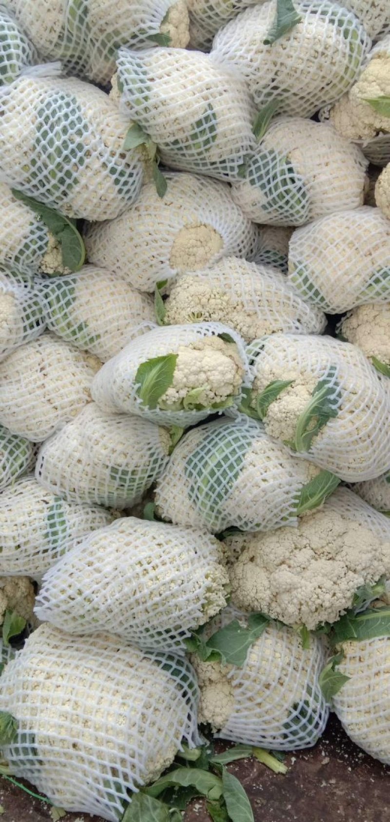 山西新鲜有机花菜松花散花乳白80小米粒