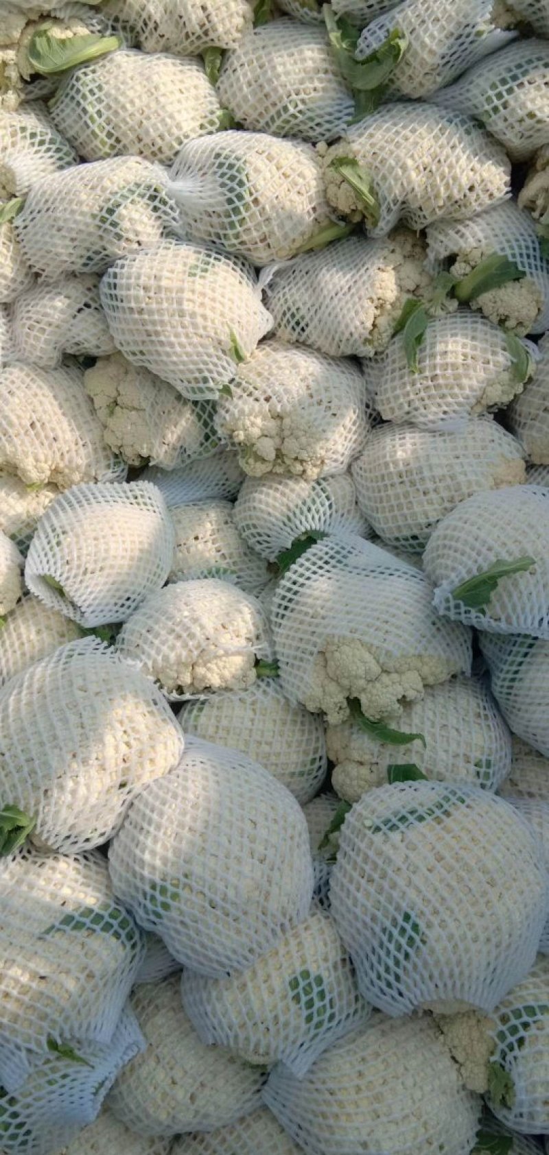山西新鲜有机花菜松花菜产地批发大量上市价格从优