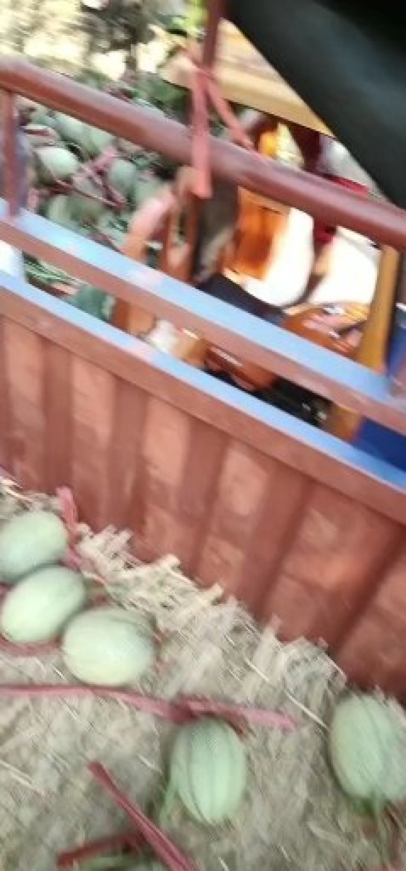 北海哈密瓜