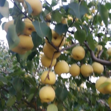 砀山梨大量上市，价位便宜质量好。欢迎咨询。