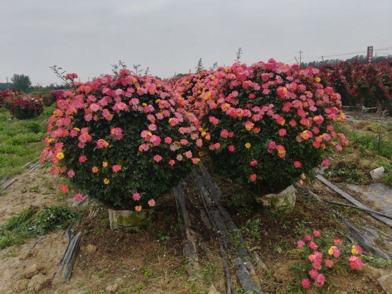 河南南阳供应直径60-----200月季精球