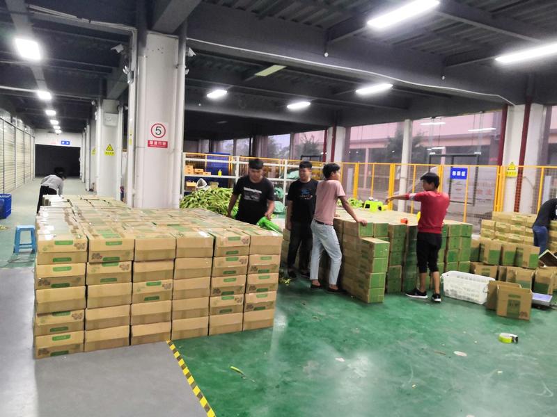 云南高原甜脆水果玉米专业电商微商一件代发5斤8斤全国包邮