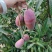 貴妃芒果，