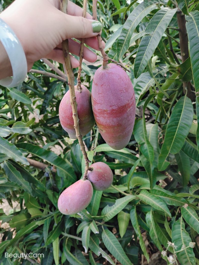 貴妃芒果，
