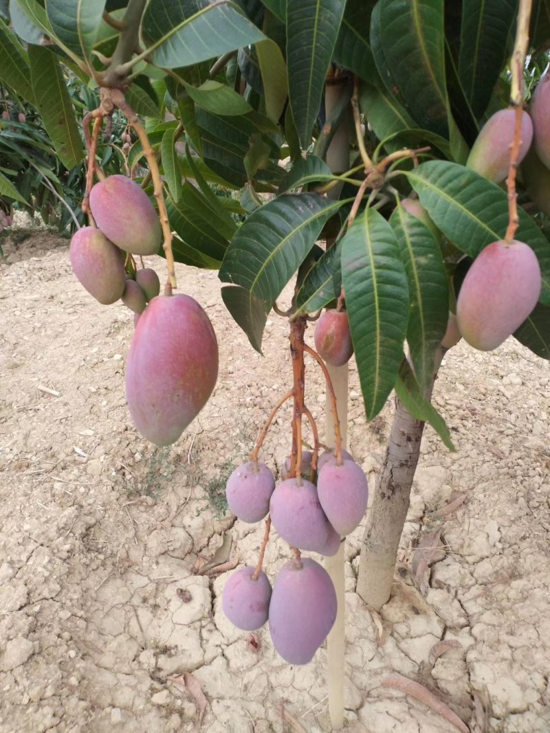 貴妃芒果，