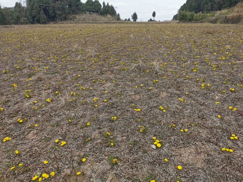 谁有土地需要转让的100亩左右请联系我