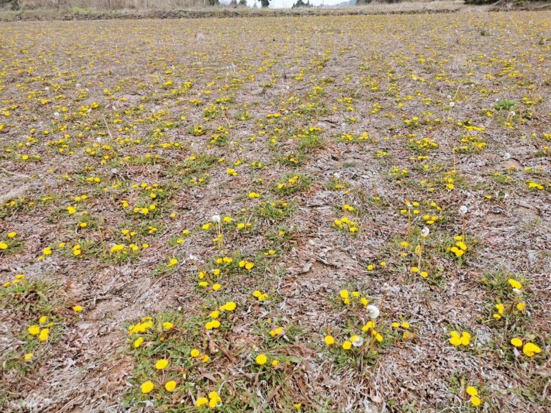 谁有土地需要转让的100亩左右请联系我