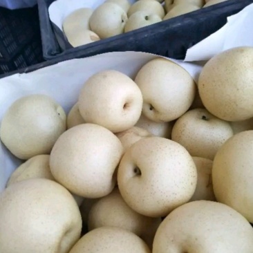 砀山皇冠梨质量好，价格便宜，量大从优。欢迎咨询。