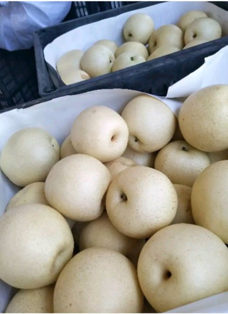 砀山皇冠梨质量好，价格便宜，量大从优。欢迎咨询。