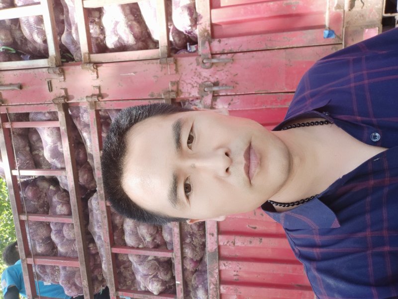 【洋葱】河南，通许新洋葱，洋葱诚信经营质量保证