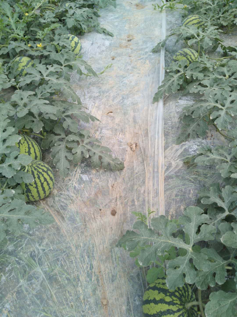 大棚正宗8424头水瓜