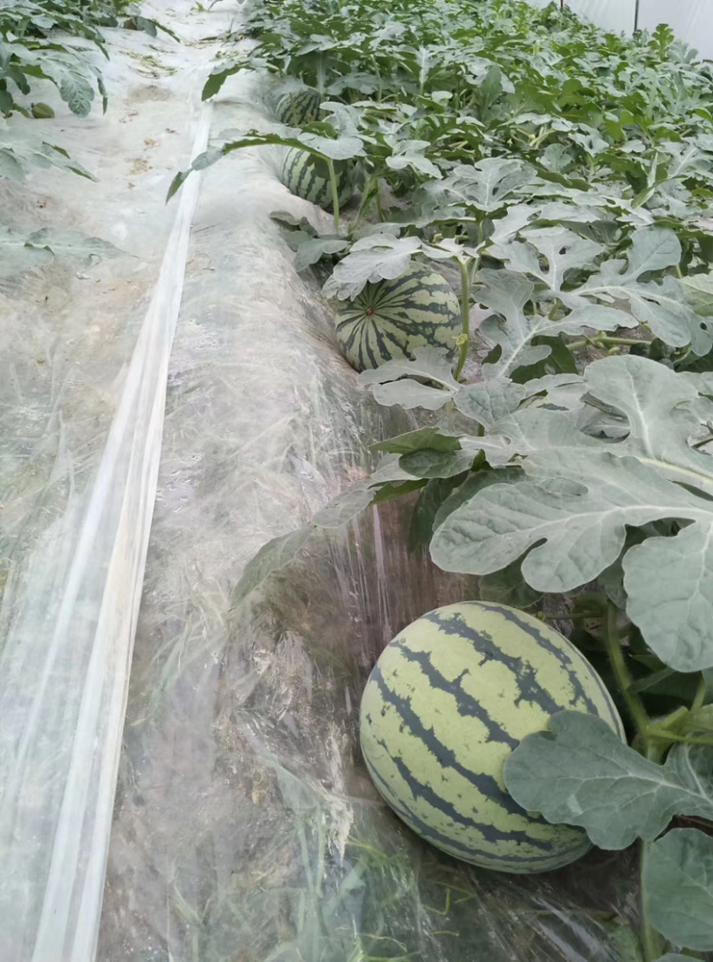 大棚正宗8424头水瓜