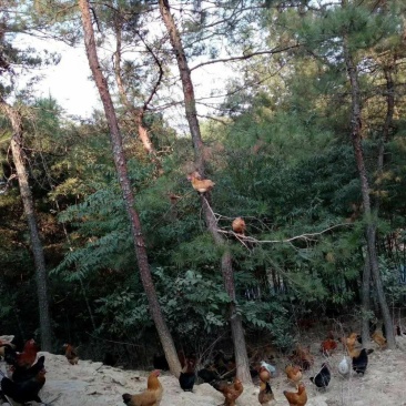 江汉土鸡