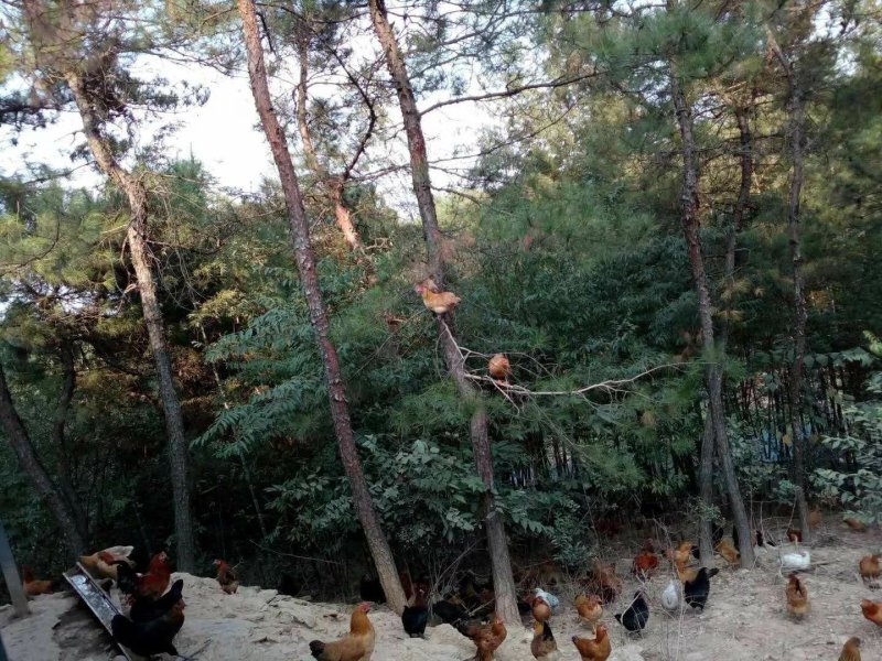 江汉土鸡