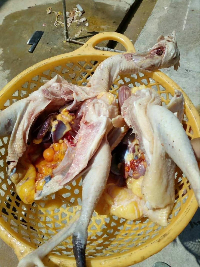 江汉土鸡