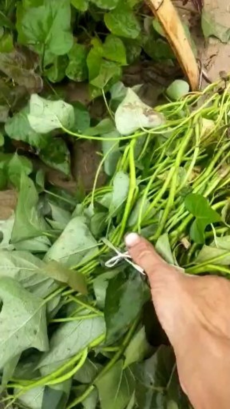 红薯苗