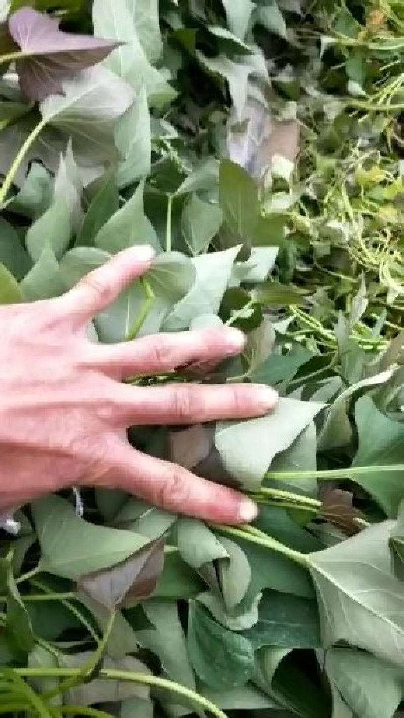 红薯苗