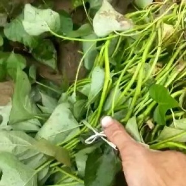 红薯苗