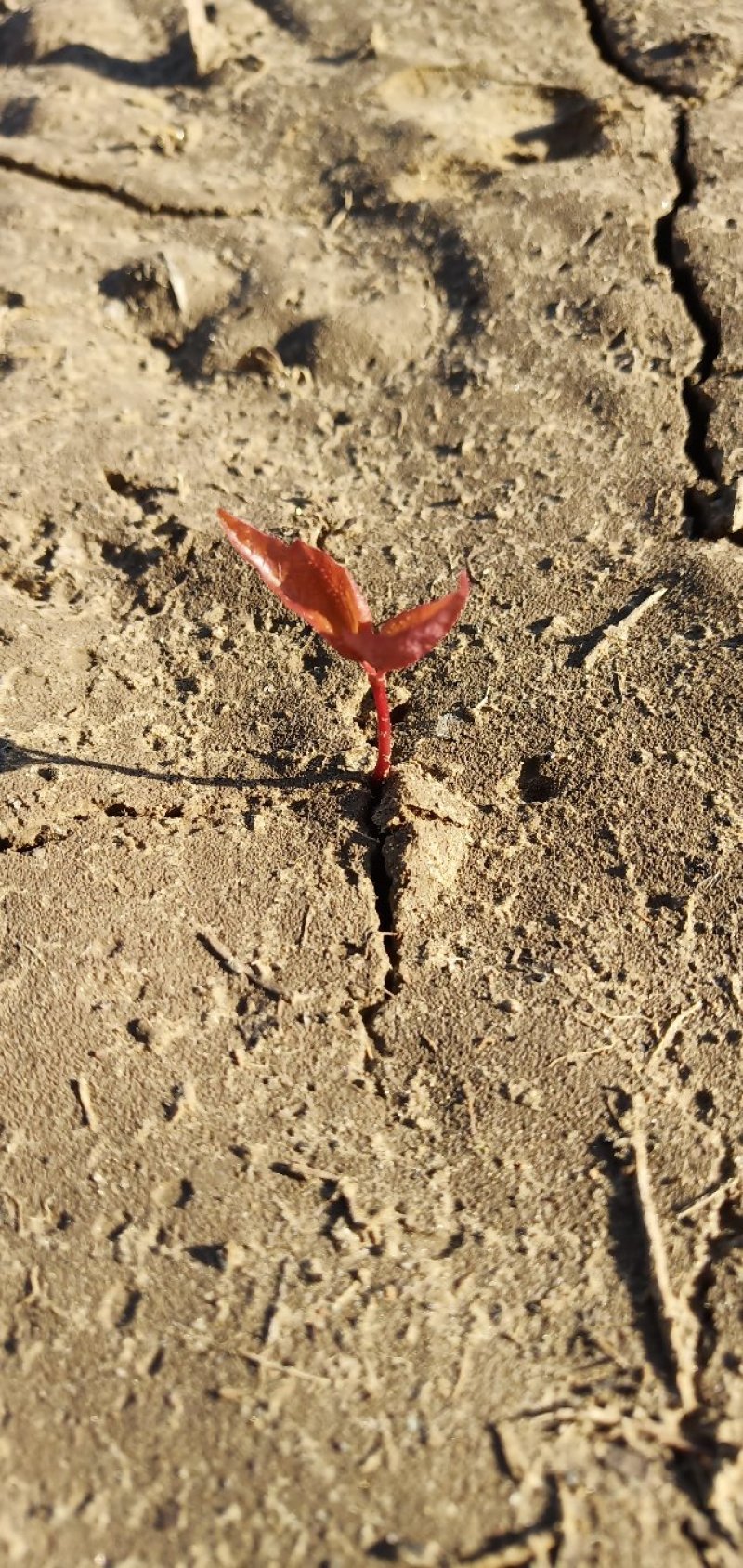产地直销五角枫小苗，当年籽播苗，大田苗