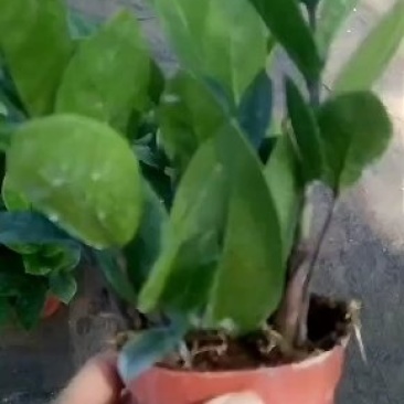 金钱树，包邮，盆栽室内花卉小盆景办公室绿色植物客厅招财