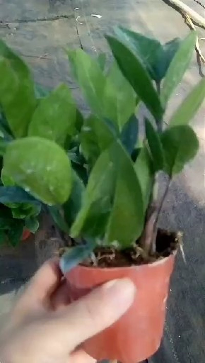 金钱树，包邮，盆栽室内花卉小盆景办公室绿色植物客厅招财
